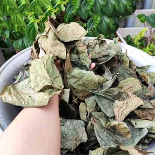 Lá trầu không khô - Tấn Phát