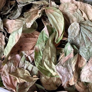 Lá trầu không khô - Tấn Phát