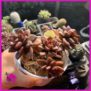 Sen đá, Đá Nâu size trung 8cm, cây già khỏe