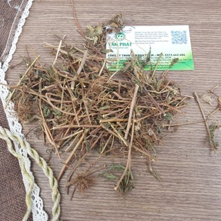 Cây mắc cỡ ( xấu hổ ) khổ 1kg - Tấn Phát - Hàng sạch thơm cao cấp
