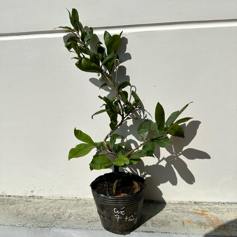 (Cho hoa tết) Cây mai cúc 7 tầng (mai cúc tiên ông) - bonsai gốc ghép đẹp, hoa lâu tàn