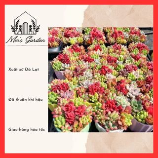 [CHỌN MẪU] Sen đá vỉ GIỐNG MỚI (size mini) 🔥FREE SHIP🔥 Xuất xứ Đà Lạt, đã thuần khí hậu