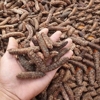 Combo 2kg Chuối hột rừng Tấn Phát