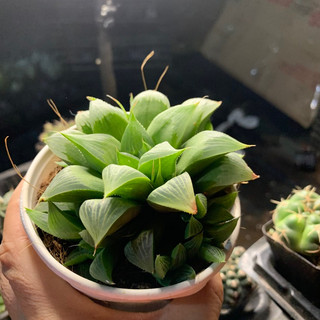 Sen đá Guốc xanh size trung 8cm, cây già khoẻ