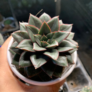 Sen đá Hoa hồng đen size trung, cây già khoẻ