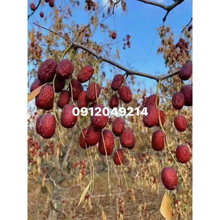 Táo bụi Nhược Khương đại trà- đại táo Hoà Điền Tân Cương
