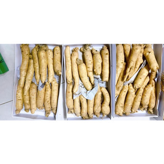 Nhân Sâm Trọc Tươi Chuẩn Hàn Quốc 5-6 Năm Tuổi Size 10-12 Củ 1Kg - Sâm Trọc Ngâm Mật Ong