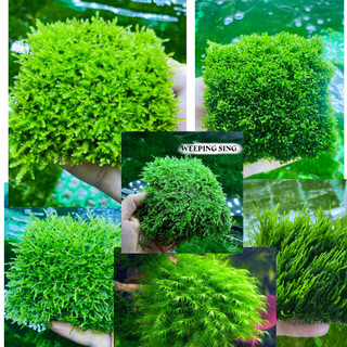 Rêu mini taiwan - rêu flam - us fiss- rêu thuỷ sinh dán bonsai, dán lũa bể thủy sinh