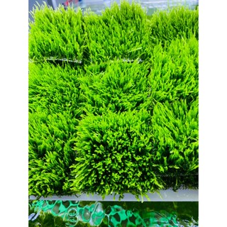 Rêu flam cực kì xanh và đẹp dễ sống không cần co2 dán lũa , đá cho hồ cá thủy sinh