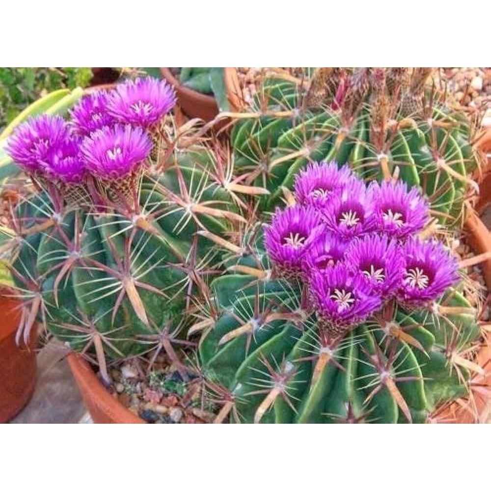 Xương Rồng Fero Nanh heo. Có tặng kèm chậu nhựa nhỏ.