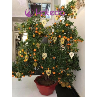 Lá Bồ Đề Viết Thư Pháp ( Xưởng SX Chuyên Sỉ )