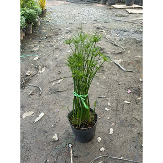 Cây thủy trúc thái