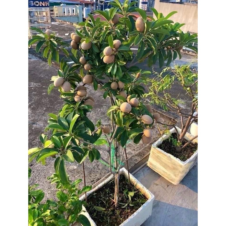 Cây hồng xiêm giống (sapoche)(shop cây xanh)