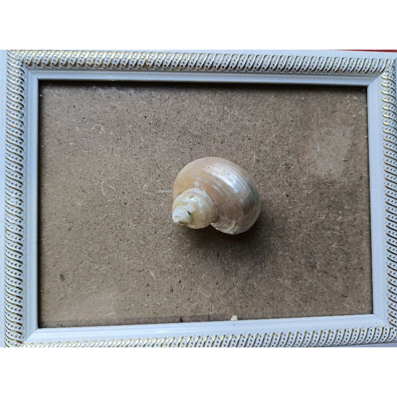 Vỏ ốc mỹ nghệ ngẫu nhiên cho OMH thay vỏ .