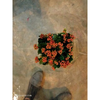 Cây Sống Đời Thái