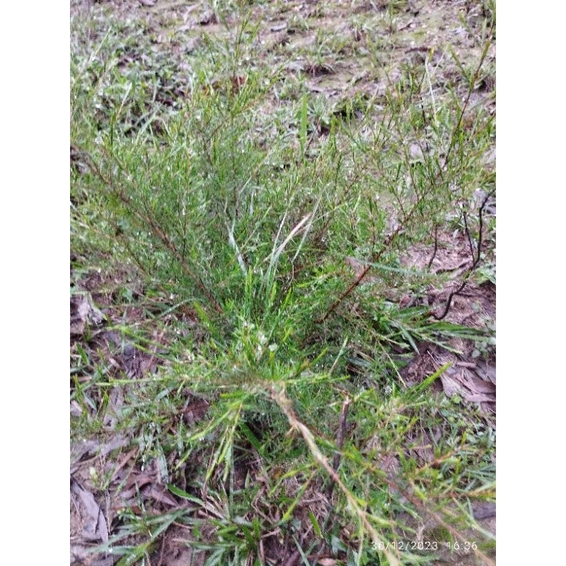 Gốc  chổi xể,cây trện.Rễ trần