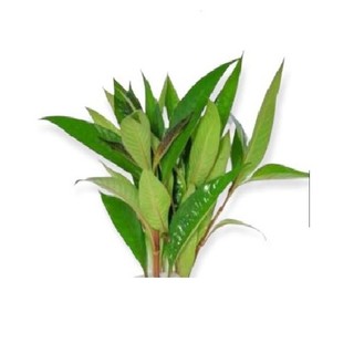Cây thủy sinh đại liễu lùn - Cây thủy sinh cắt cắm lá cạn