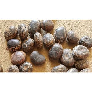 Hạt đậu lào 5 nghìn đồng/ hạt