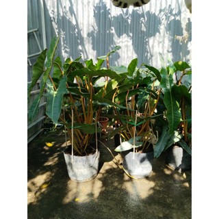 Cây hạc chân cam Philodendron Billietiae