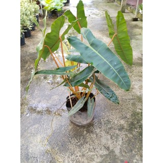 Cây hạc chân cam Philodendron Billietiae (nhiều size)