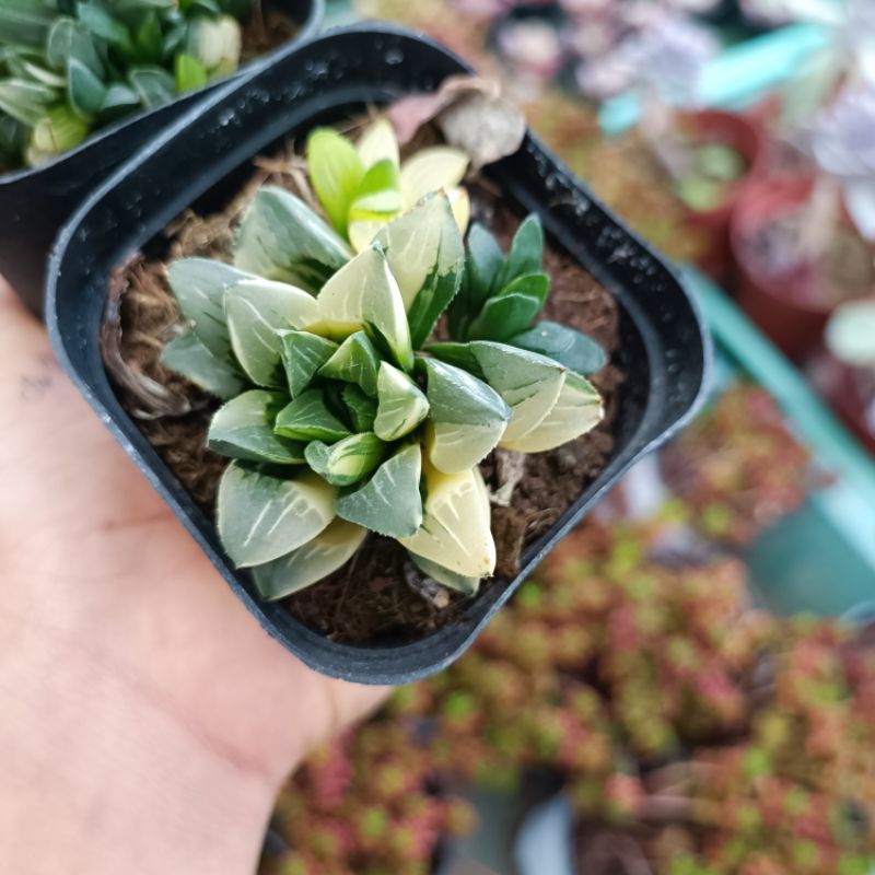 Sen đá Haworthia Restusa var nhiều đầu.