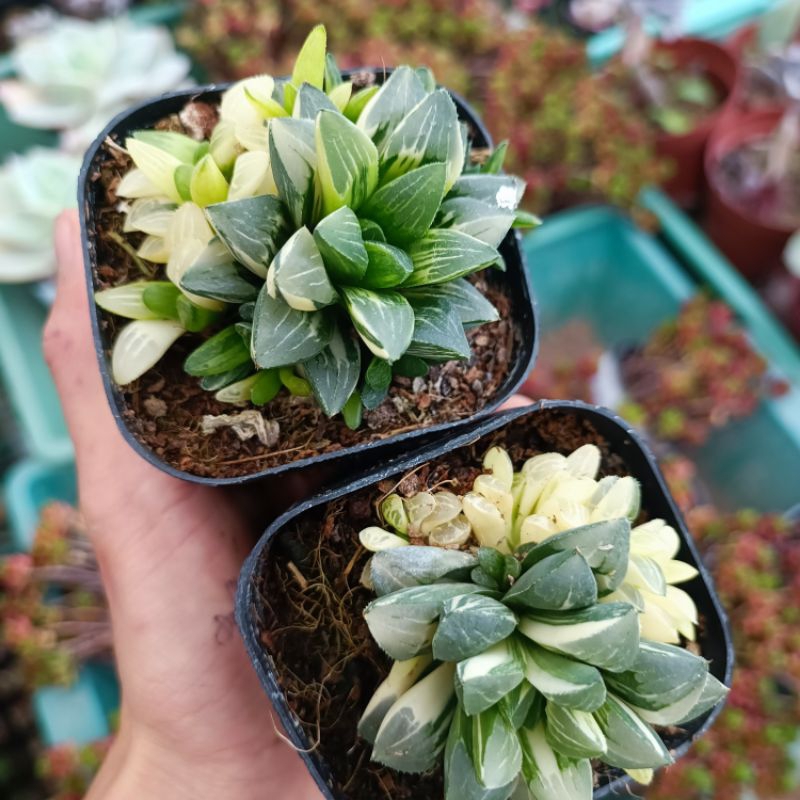 Sen đá Haworthia Restusa var nhiều đầu.