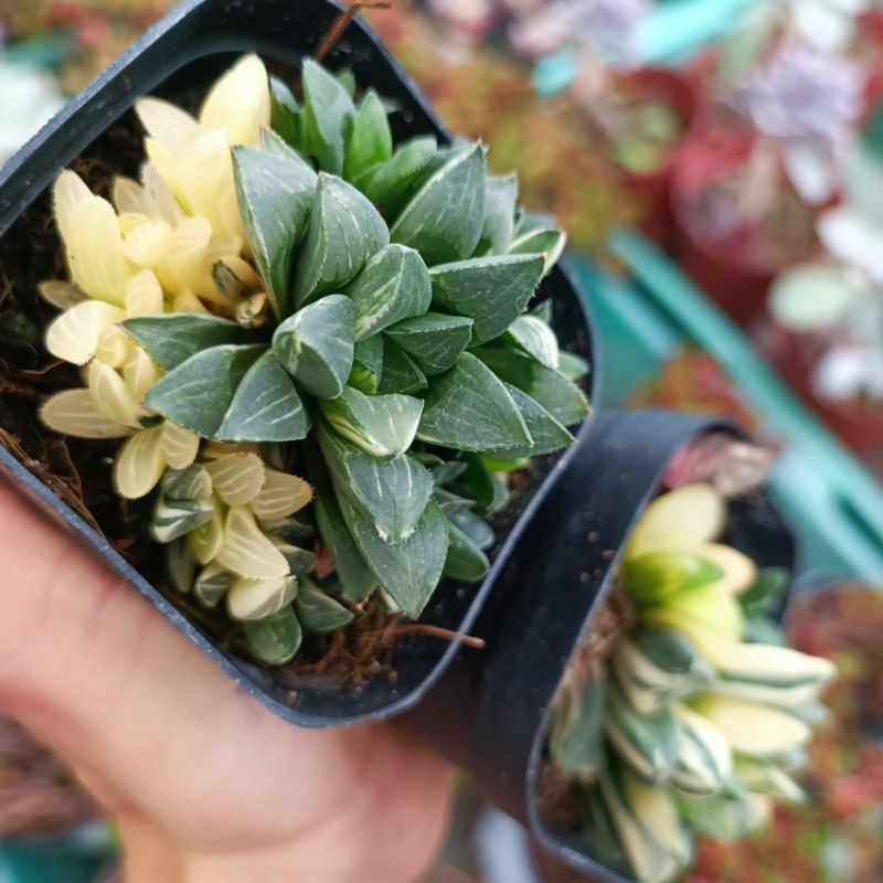 Sen đá Haworthia Restusa var nhiều đầu.