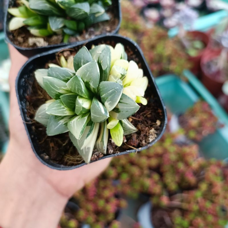 Sen đá Haworthia Restusa var nhiều đầu.