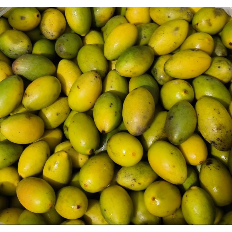 1kg trám tươi, trám trắng, trám xanh giao hoả tốc