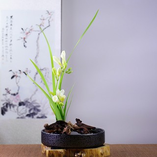 Đĩa gốm cắm hoa, chậu trồng cây thủy sinh, thả bèo phong cách Nhật Bản