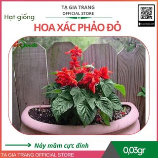 Hạt giống hoa xác pháo đỏ