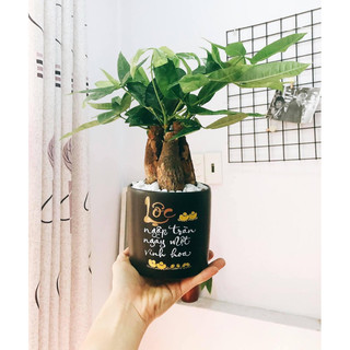 Chậu cây kim ngân vẽ thư pháp chữ Lộc