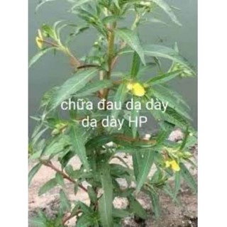 Cây rau mương giống có bầu đất .
