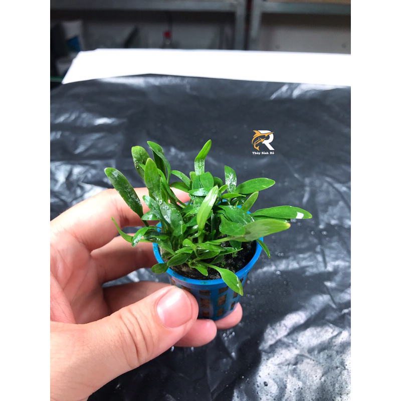 TIÊU THẢO MŨI TÊN MINI THUỶ SINH