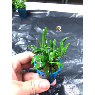 TIÊU THẢO MŨI TÊN MINI THUỶ SINH