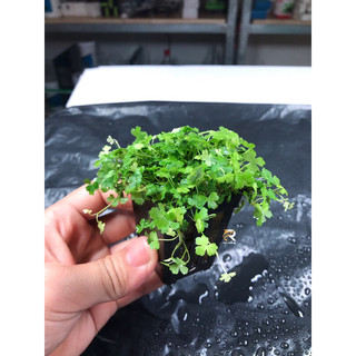 Rau má hương thuỷ sinh