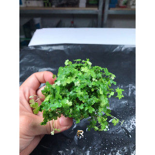 RAU MÁ HƯƠNG THUỶ SINH