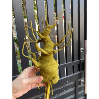 GỐC BONSAI BS1