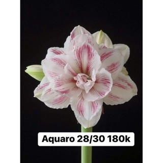 Củ lan huệ ngậm nụ quaro
