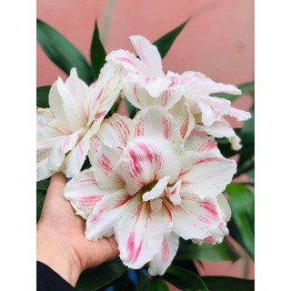 củ lan huệ ngậm nụ quaro