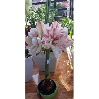củ lan huệ ngậm nụ quaro