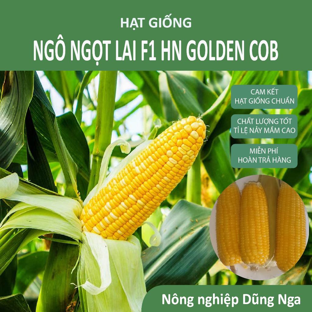 Hạt giống ngô ngọt lai F1 Golden COB - Bắp mỹ, bắp ngọt to, dễ trồng,10g, 50g