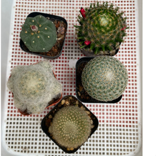 Combo 5 cây xương rồng mini giá rẻ . Matu , Mami vang , Bông gòn, Thiên Nga, Bánh Sinh Nhật