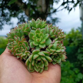 Sale _ Sen Đá Xanh Viền Đỏ Mini.
