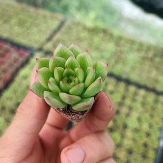 Sale _ Sen Đá Xanh Viền Đỏ Mini.