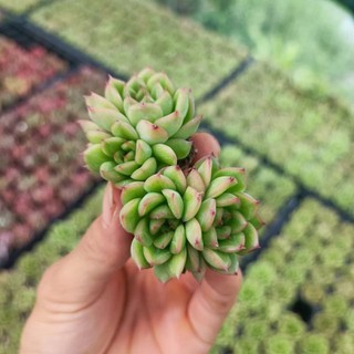 Sale _ Sen Đá Xanh Viền Đỏ Mini.