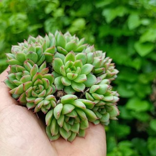 Sale _ Sen Đá Xanh Viền Đỏ Mini.
