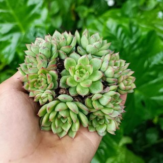 Sale _ Sen Đá Xanh Viền Đỏ Mini.
