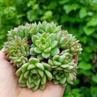 Sale _ sen đá xanh viền đỏ mini.