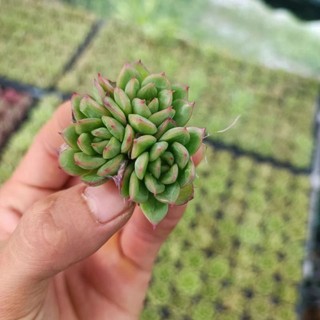 Sale _ Sen Đá Xanh Viền Đỏ Mini.